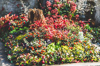 Grabbepflanzung Herbst © Blumen Engele Graz